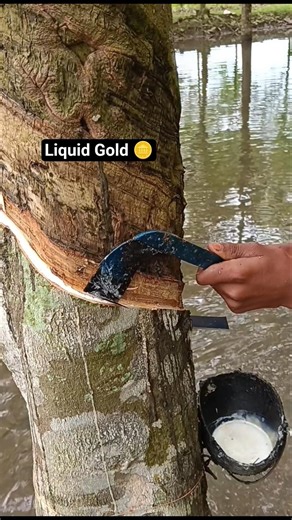 Watch how ‘liquid gold’ flows from a tree 👀🌳💧 #rubbertapping #latex #farminglife #villagelife