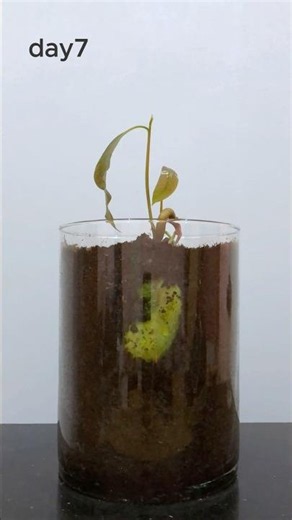 Mango Growth Compilation #mango #timelapse #plants