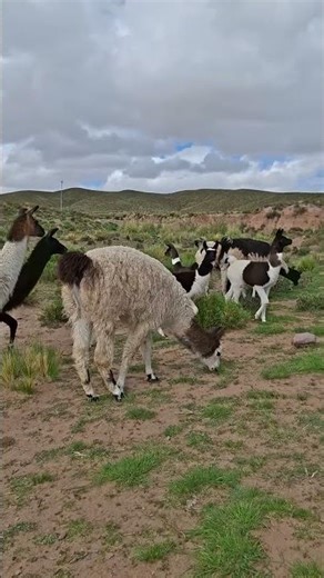 las llamas verdaderas en los andes del Peru