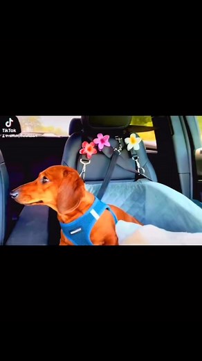 Corn Dog 🌽🫠 #corndog #corndogstick #gas #roydmercer #roymercer #prankcalls #busload #thumbride #15kfollowers #followerseveryonehighlights #humor #comedy #fynnyvideo #funnyreels #funnymoments #fblifestyle #doxiemoments #carrideswithdogs #doxie #weeniedogs #wienerdog #jokes #prankcalls #followersreels #reelsfacebook | Ramsey the Wiener