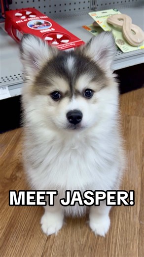 Meet Jasper: The Adorable Pomsky Puppy