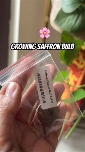 @greenspace_garden_ on Instagram: "Growing saffron in my balcony garden 🪴#saffron #kesar #indoorgardening #viral"