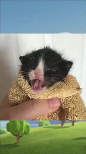 Clash of Clans Opening Sound with Cats