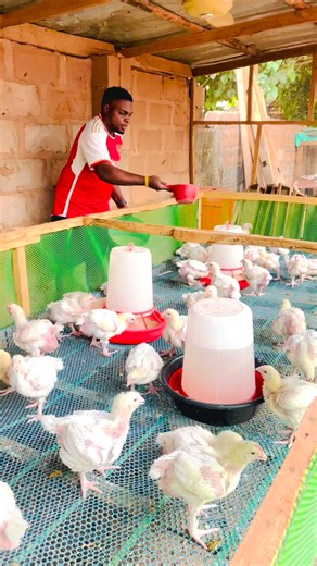Feeding Time! Saturday Morning! Broilers on plastic mesh cage system. Keep Following Treasure Farm for more updates. | Treasure Farm
