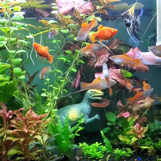 🦖🦕😀🐟🐟🍀☘️ #liveplantsaquarium #aquascaper #aquarium #tiktok #fishtank #apifishcare #viralreels #petsmart #tropicalfishtank #