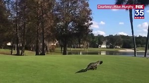 GRAB AND GO! This hungry gator walked out of one lake with a fish in its mouth, then casually strolled across the green at a Bradenton golf course toward another lake -- apparently taking its lunch "to go" 😂🐊 STORY: https://tinyurl.com/28pyaw6k | FOX 35 Orlando