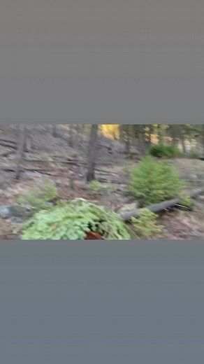 Out getting some bobcat cubbies made #trapping #Montana #winter | Larry Bennett