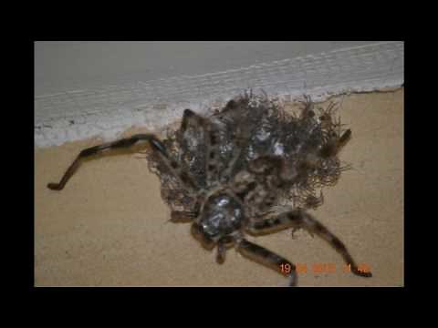 Incredible Huntsman Spider Hatching babies from the egg sack