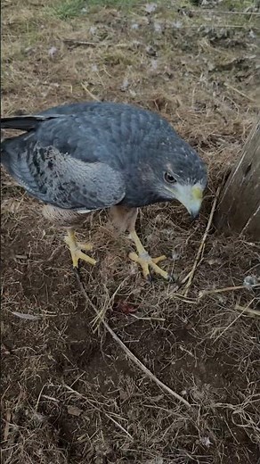 Wie weit können Eulen den Kopf drehen? - kurz erklärt! - Greifvogelwarte Feldatal #falknerei #eule