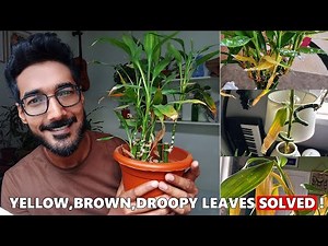 Lucky Bamboo Care: Fix ALL Leaf Problems Like a PRO !