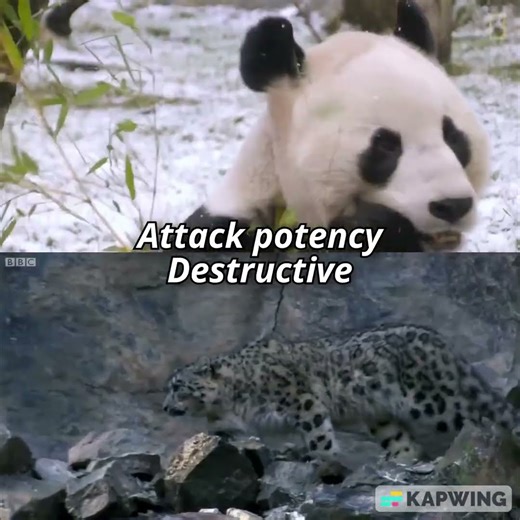 Giant panda vs snow leopard