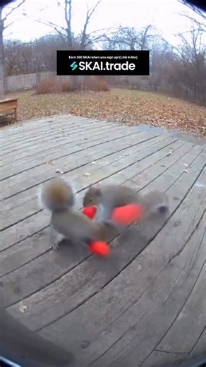 Luis on Instagram: "Squirrel fights occur when two squirrels compete for territory, food, or mates. These encounters involve chasing, tail flicking, and sometimes brief physical contact using claws and teeth. While they rarely cause serious injury, such fights establish social hierarchies and defend resources. Observing these behaviors offers insight into squirrel communication, survival strategies, and natural instincts in the wild. 🐿️ - #skai #skaitrade #skaiagent #aiwithluispromo"