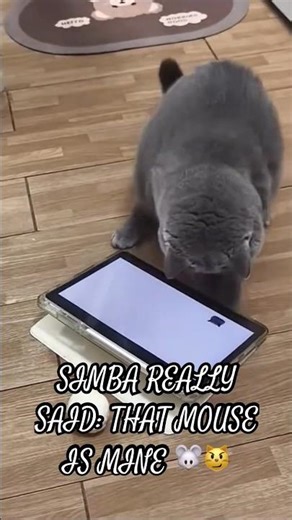 Simba Cat Attacks the Mouse… Or Does He? 😼🔥