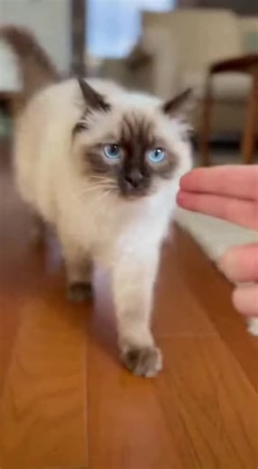 Muscular Man Cuddles Kittens: Heartwarming Moments
