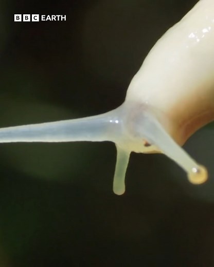 BEWARE... watch alone only if you dare 🪳 The dark depths of these forests are home to a world full of insects, from ants who devour an entire slug while still alive, to all other kinds of spooky midnight feasts... | BBC Earth