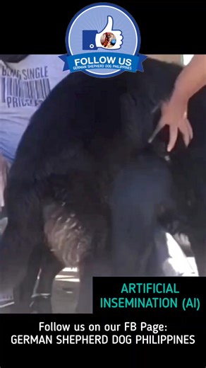 ARTIFICIAL INSEMINATION (AI) | German Shepherd Dog Philippines
