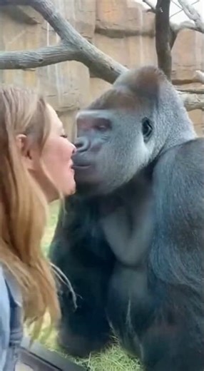 Gorilla Love Story Ends Instantly #viral #funny