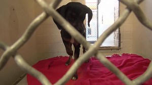 132 reactions · 131 shares | BROOKLYN has the biggest, cutest ears...