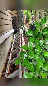 Seattle pest control service exterminators