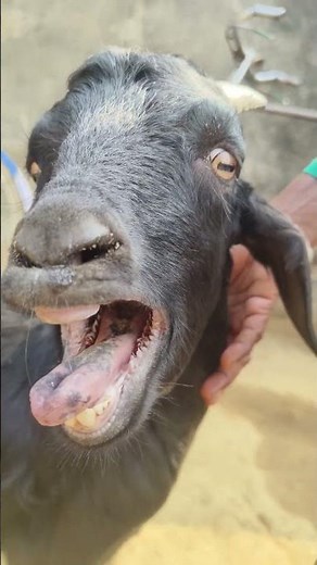 goat original bleating sound