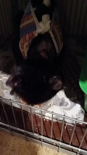 Johnny Nein, Johnny ist nicht 24/7 am Futtern. Er hat noch andere Tagesbeschäftigungen - zum Beispiel seine medizinische Behandlung. Außer seinem permanenten Eincremen erhält Johnny vier weitere Medikamente in flüssiger Form. Morgens und abends werden die aufgereihten Ampullen verabreicht. Diese Medikation senken die Entzündungswerte und lassen die inneren Organe ihrer eigentlichen Tätigkeit nachgehen. Schon jetzt können wir sagen, dass Johnny, nach der Akut-Behandlung, wohl keine dauerhafte Med