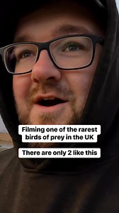 Filming one of the rarest birds of prey in the UK… and it’s made even rarer! 🦅 I was originally out looking for Long-Eared Owls and I found them so I decided to head to a nearby site that had Cranes fly in to roost… however, none showed up! What did show up thought was one of the rarest things I’ve seen! A Leucistic Marsh Harrier!!!!!It’s thought that there are only 2 of them in the country and they both originate from Otmoor.Leucism is the opposite of melanism and different to albinism as it d