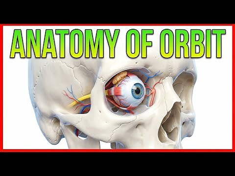 Anatomy of Orbit Animation: Borders, Relations and Contents: MBBS 1st year