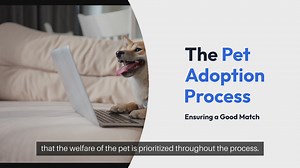 Pet Adoption Process