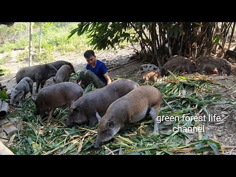 Robert's farm is always busy. Green forest life (ep236)