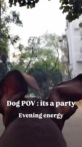 4.5K views · 80 reactions | When you use a GoPro on a dog harness! Maaya the doberman. | Anindya Chatterjee | Facebook