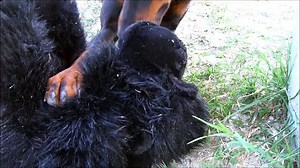 Gorilla vs. Dog | Fearless Doberman