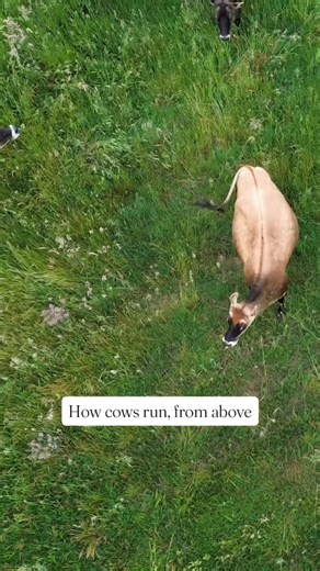Buying a drone  Using it to film cows  . . . #farming #agriculture #regenerativeagriculture #theimpossibledairy #cows #drone #agriculturedrone #farmer #ag #moo | The Impossible Dairy | Facebook