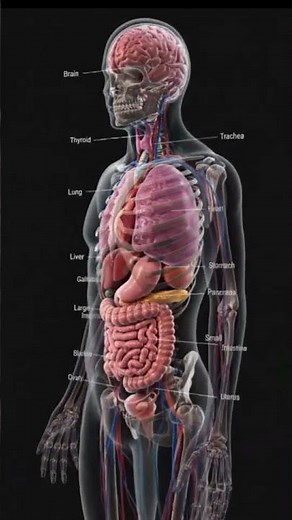 Complete Human Anatomy | Full Human Body in 3D