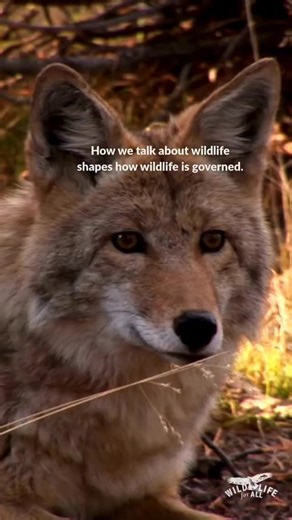 2.4K views · 226 reactions | How we talk about wildlife shapes how...