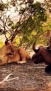 4.4M views · 10K reactions | Lion Attack On Injured Buffalo. #reels | Kleva Technology | Facebook
