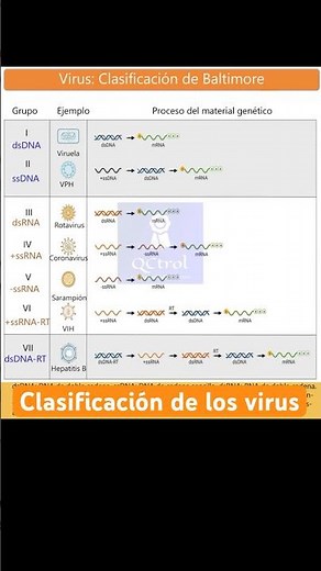 Ways to classify viruses #microbiology #virology #virus
