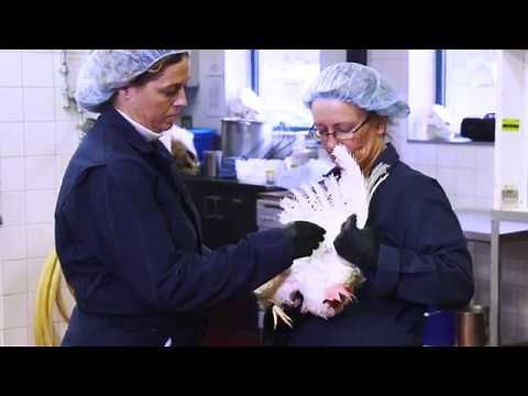 Blood Collection from Poultry