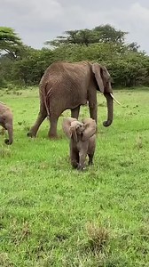 617K views · 10K reactions | little elephant | Elephant's Life | Facebook