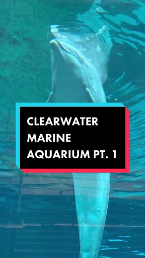 Explore the Clearwater Marine Aquarium in Tampa, Florida