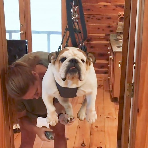 10M views · 7.9K shares | There is more than one way to trim a dog's nails (via Castlewood Bulldogs and Daily Picks and Flicks) | Yahoo | Facebook