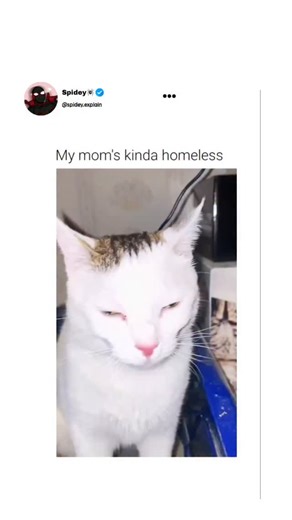 spidey 🕷️ on Instagram: "This video demonstrates a common physiological behavior observed in domestic felines during defecation. The Subject A domestic cat is shown in a state of intense physical concentration. The animal exhibits squinted eyes and a fixed facial expression, which are typical indicators of the physical strain required for bowel movements. The Mechanism This process involves the Valsalva maneuver, where the feline increases intra-abdominal pressure by exhaling against a closed a