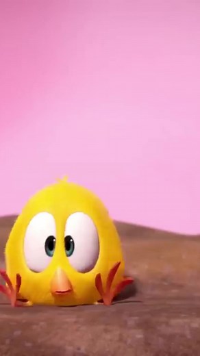 Laughing Baby Chicken Cartoon Compilation