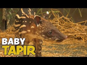 Baby Tapir Born at Brookfield Zoo