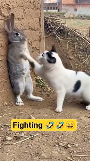 😹🐰 Rabbit vs Cat Funny Fight | Cute & Silly Animal Moments | Animals video | Animals Fighting