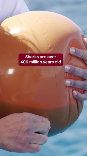 Dr. Pimple Popper Pops Shark Week with Chum - Watch Now!