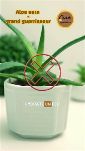 L’aloe vera guérit tout ? 😮 #peausaine #skincare #aloevera #peau