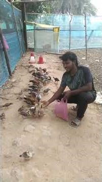 chicken farming 🐣🐣🐓#dudhi #minivlog #vlog