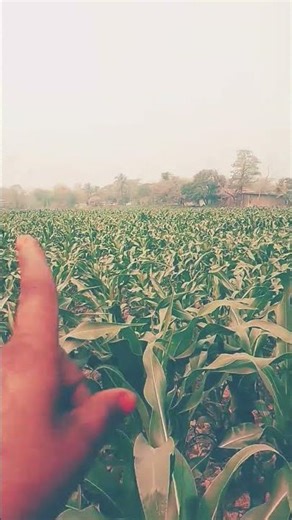 dekha use jab pahli bar#shouter #vdiya #