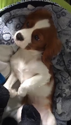 4.8K views · 167 reactions | Does your dog get into the toilet paper? This little guy knows what he did! #Animals #Pets #Dogs Want to be featured? Message us your Animal Videos! | Animalistic | Facebook