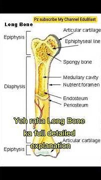 Long Bone